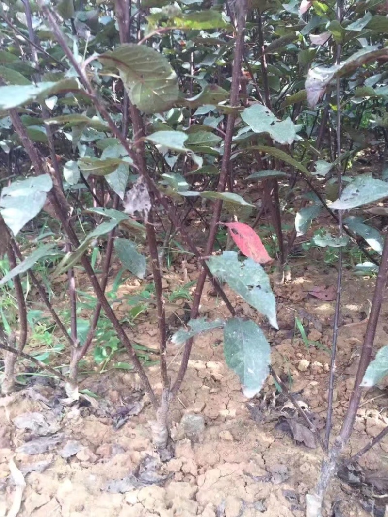 卖矮樱树苗！毛樱根！桃根，杏根都有，保证质量！