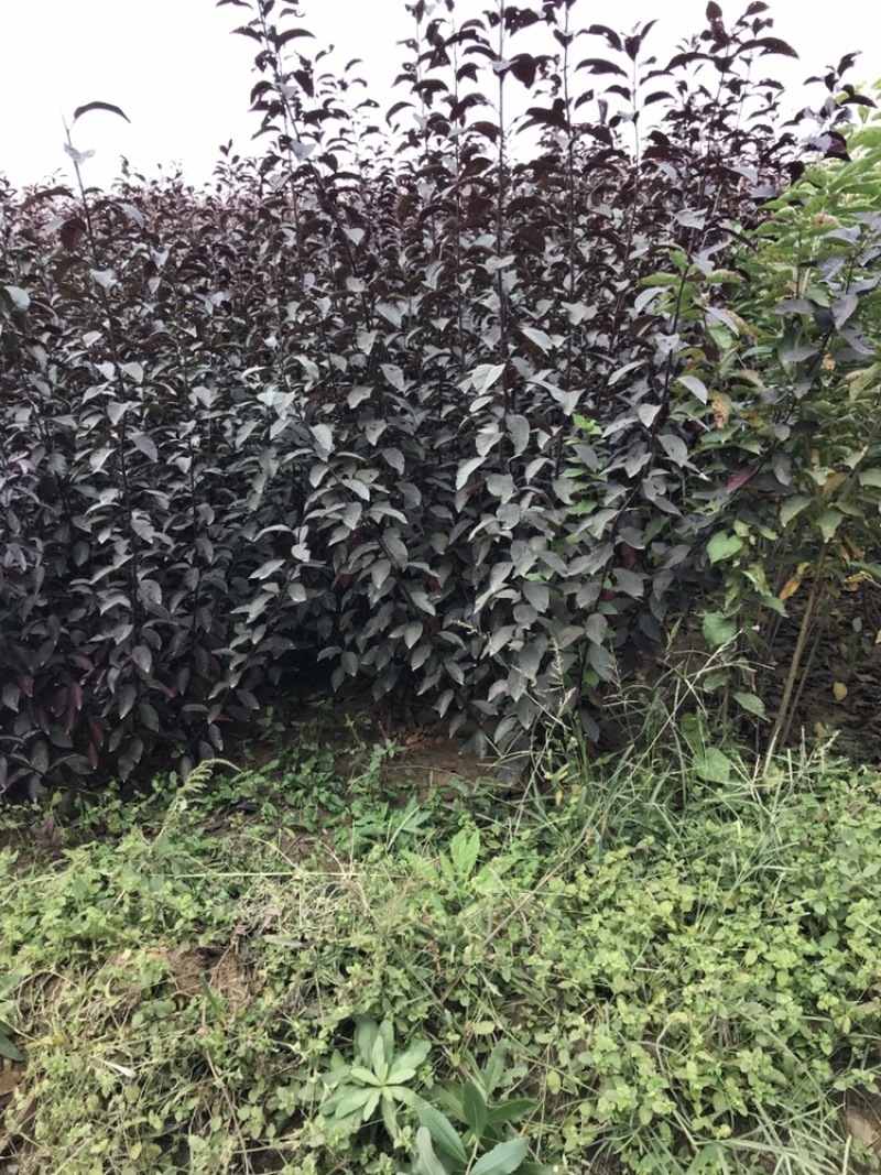 卖矮樱树苗！毛樱根！桃根，杏根都有，保证质量！