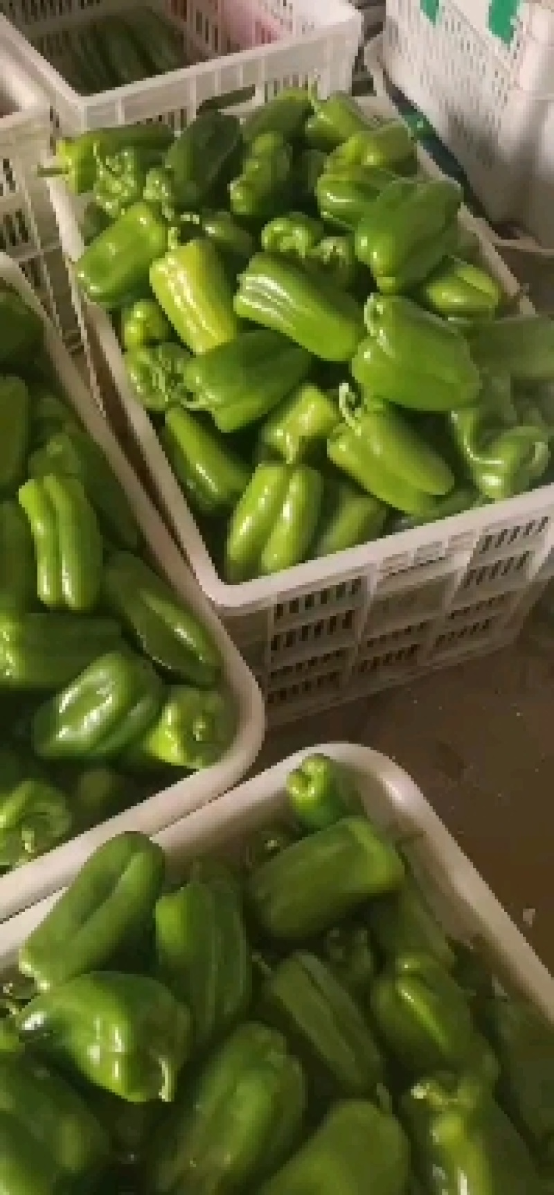 产地大量供应精品太空椒诚信瓜果蔬菜供应链欢迎全国各地老板