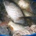 原塘大鲤鱼