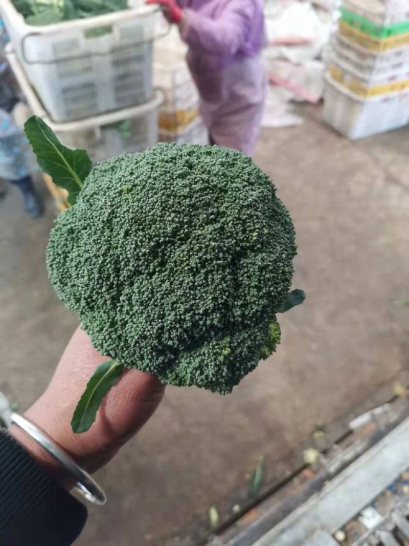 通海县西兰花