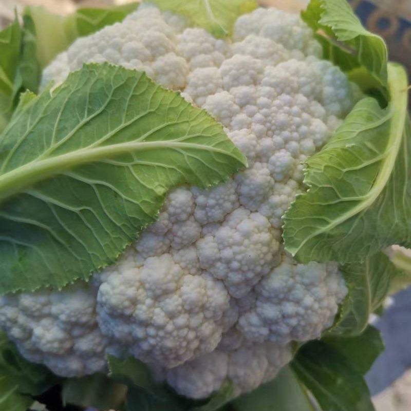 通海县白花菜