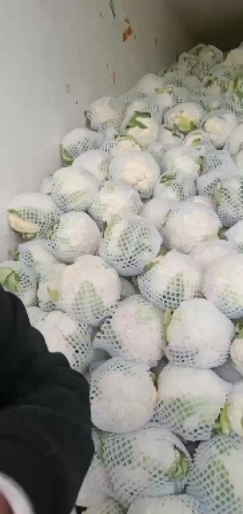通海县白花菜