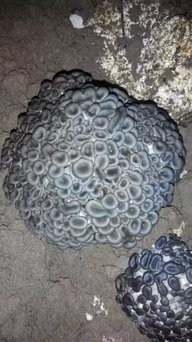 覆士小黑平菇