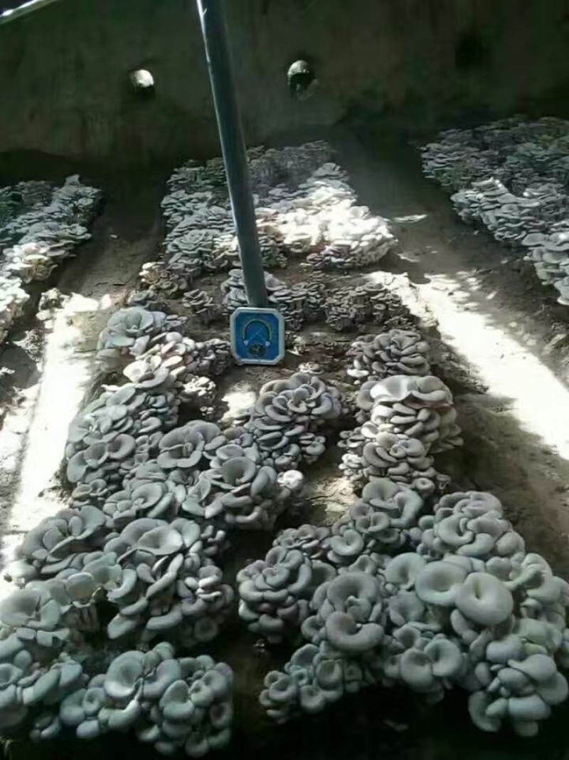 覆士小黑平菇