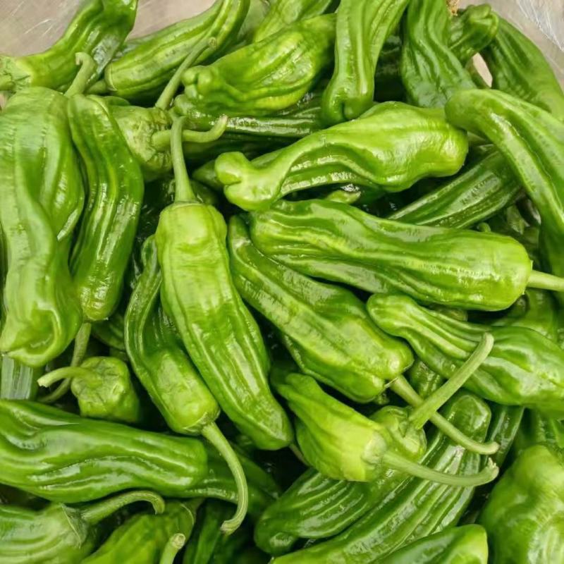 精品辣椒泡椒辣椒一手货源中辣量大从优欢迎咨询
