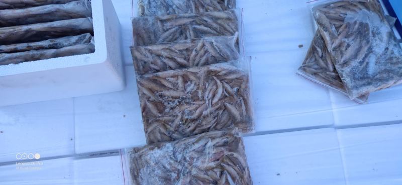 麦穗鱼礼盒单冻麦穗鱼礼盒装5斤装精品麦穗鱼