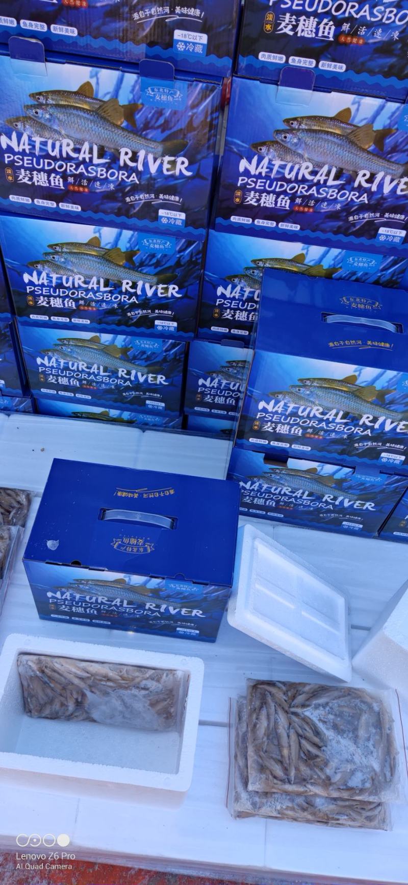 麦穗鱼礼盒单冻麦穗鱼礼盒装5斤装精品麦穗鱼