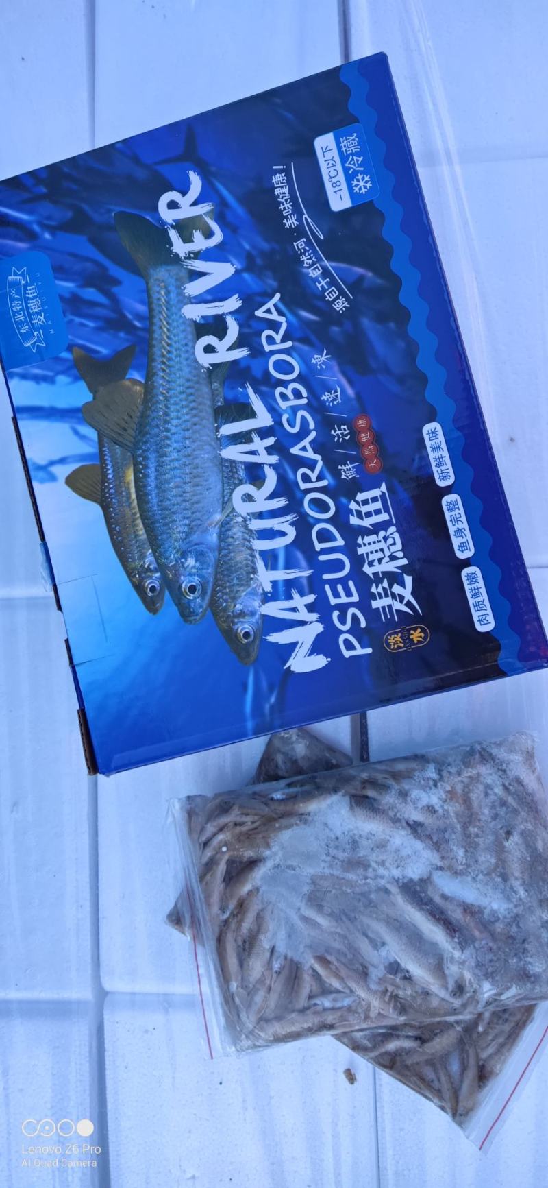 麦穗鱼礼盒单冻麦穗鱼礼盒装5斤装精品麦穗鱼
