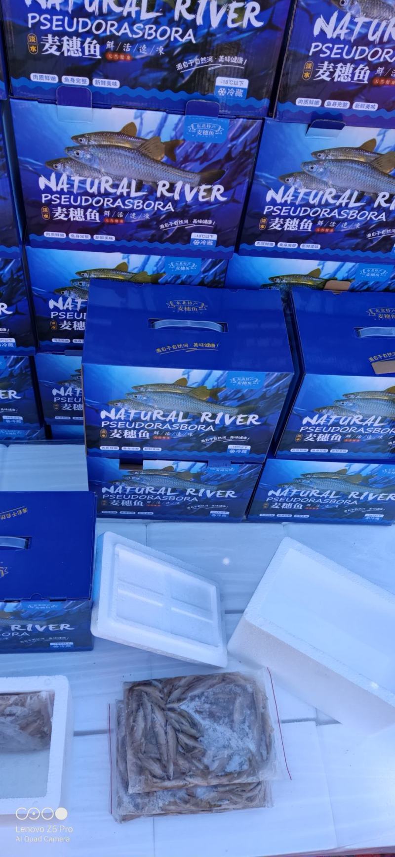 麦穗鱼礼盒单冻麦穗鱼礼盒装5斤装精品麦穗鱼