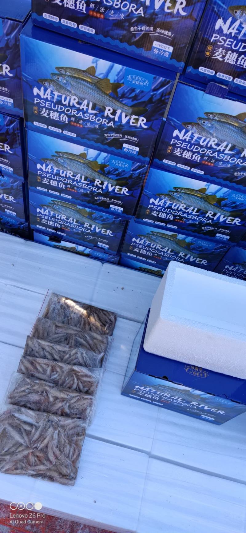 麦穗鱼礼盒单冻麦穗鱼礼盒装5斤装精品麦穗鱼