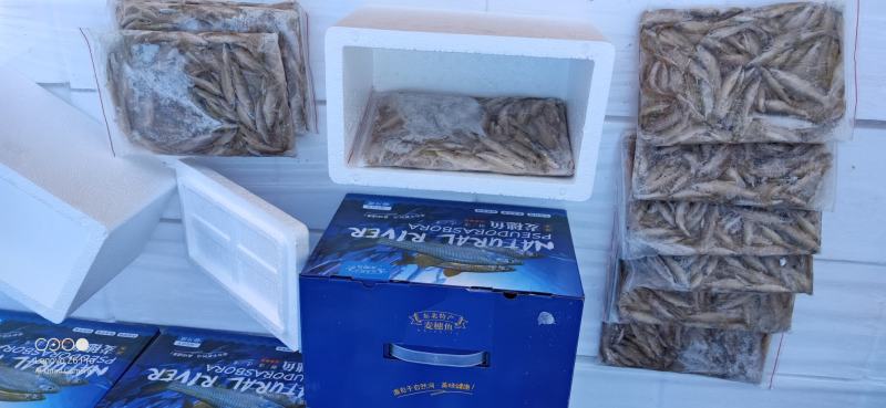 麦穗鱼礼盒单冻麦穗鱼礼盒装5斤装精品麦穗鱼