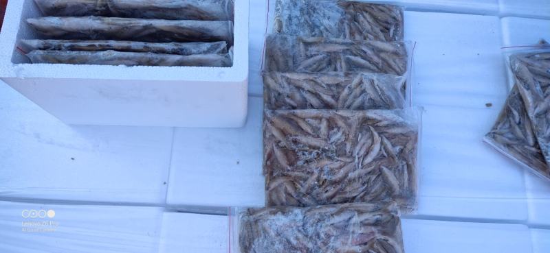 麦穗鱼礼盒单冻麦穗鱼礼盒装5斤装精品麦穗鱼