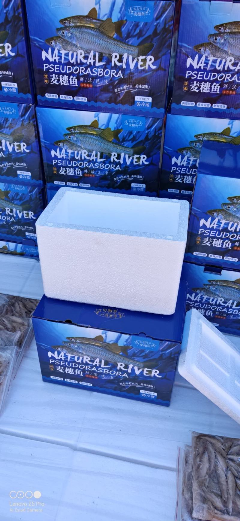 麦穗鱼礼盒单冻麦穗鱼礼盒装5斤装精品麦穗鱼