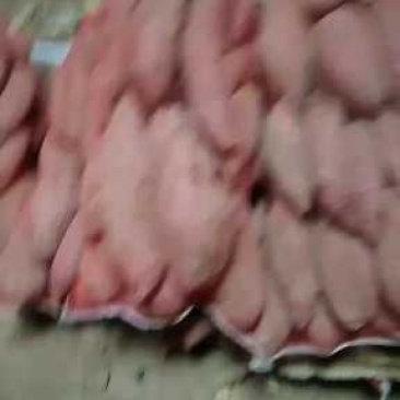 出售各种红薯
