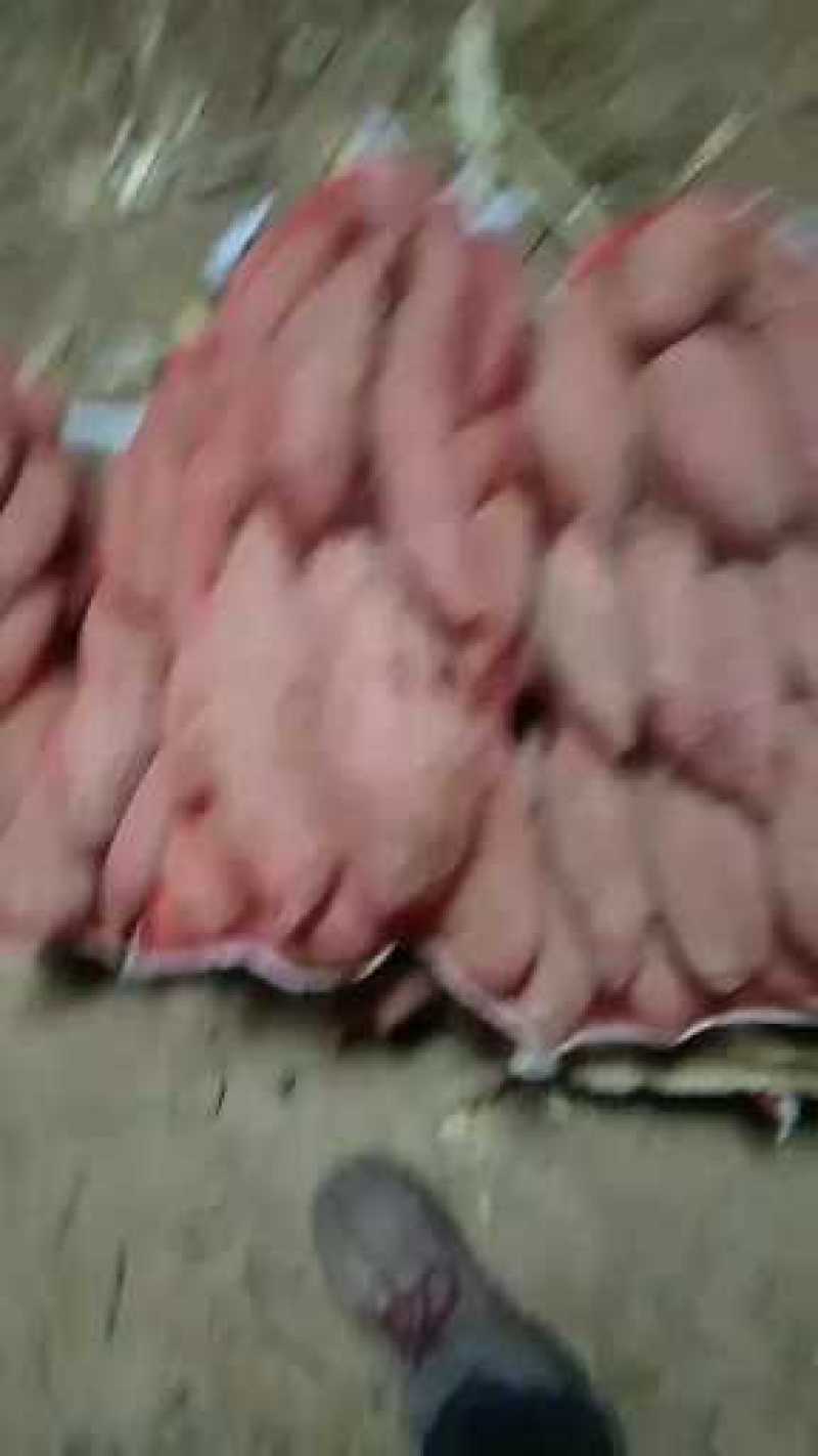 出售各种红薯