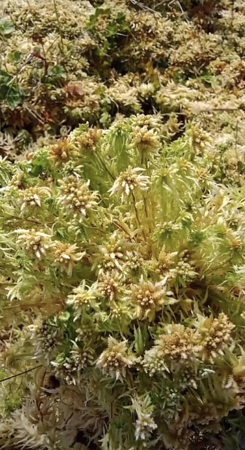 河池水苔