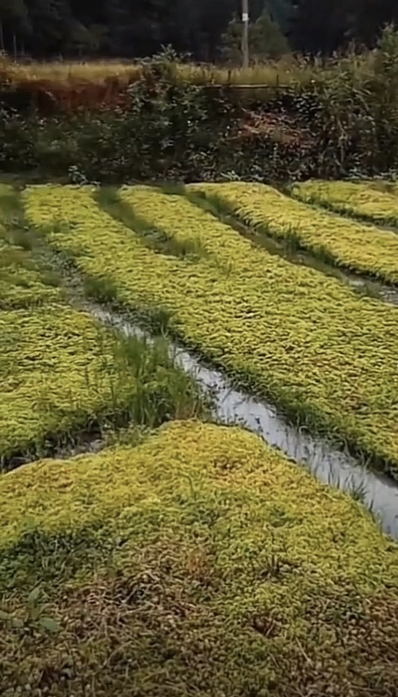 河池水苔