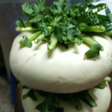 玉环江江盘菜批发，