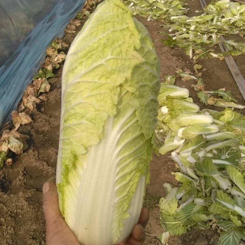 黄心娃娃菜。自家种植