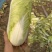 黄心娃娃菜。自家种植