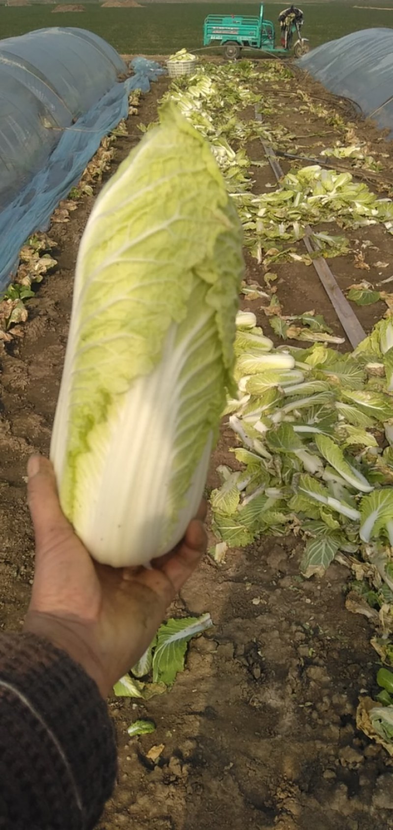 黄心娃娃菜。自家种植