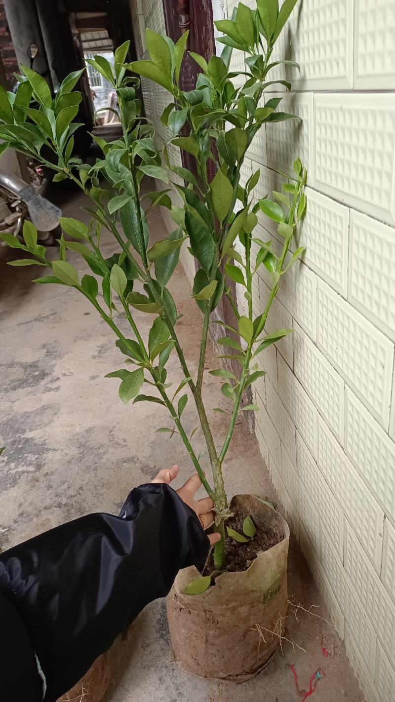 脆蜜金柑橘果树苗嫁接一年四季开花结果纯甜味