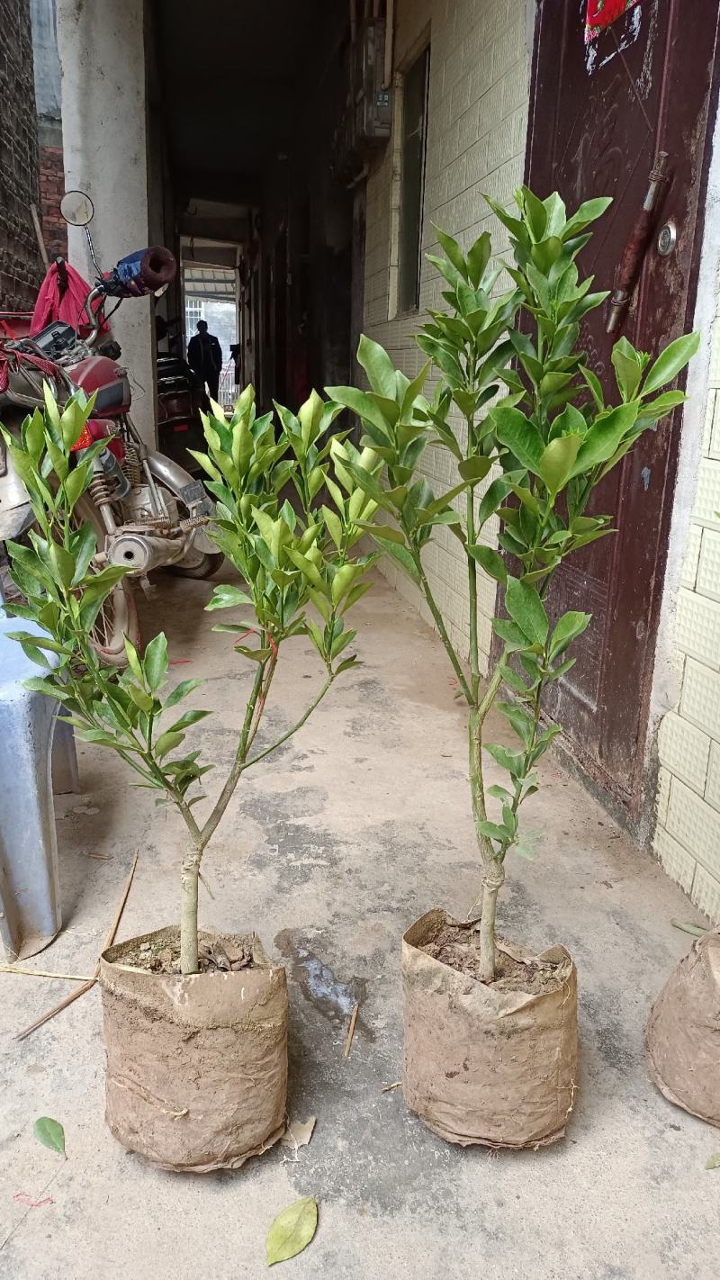 脆蜜金柑橘果树苗嫁接一年四季开花结果纯甜味