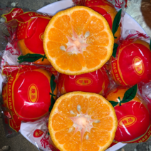 永春芦柑产量大规格齐全品质优多汁味甜按需分选