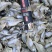 鱼干猫粮鱼，小白条鱼干，刁子鱼干，鳑鲏鱼干请打电话联系！