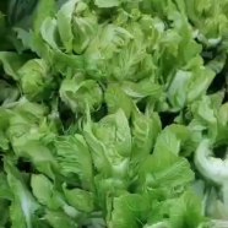 安岳精品儿菜大量上市中，货好价优，欢迎各位老板合作