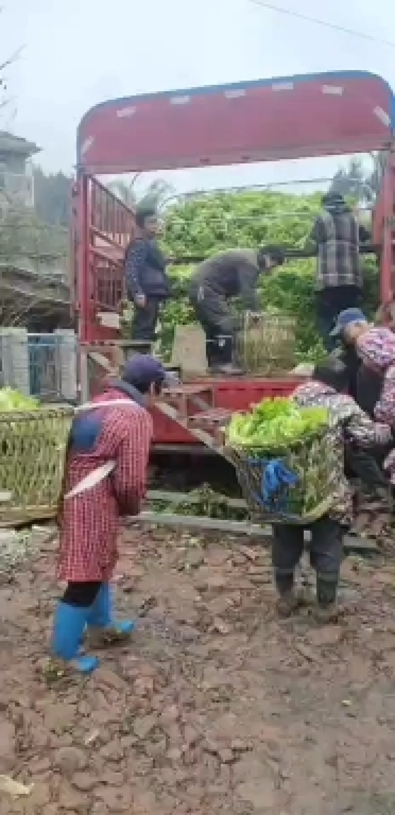 安岳精品儿菜大量上市中，货好价优，欢迎各位老板合作