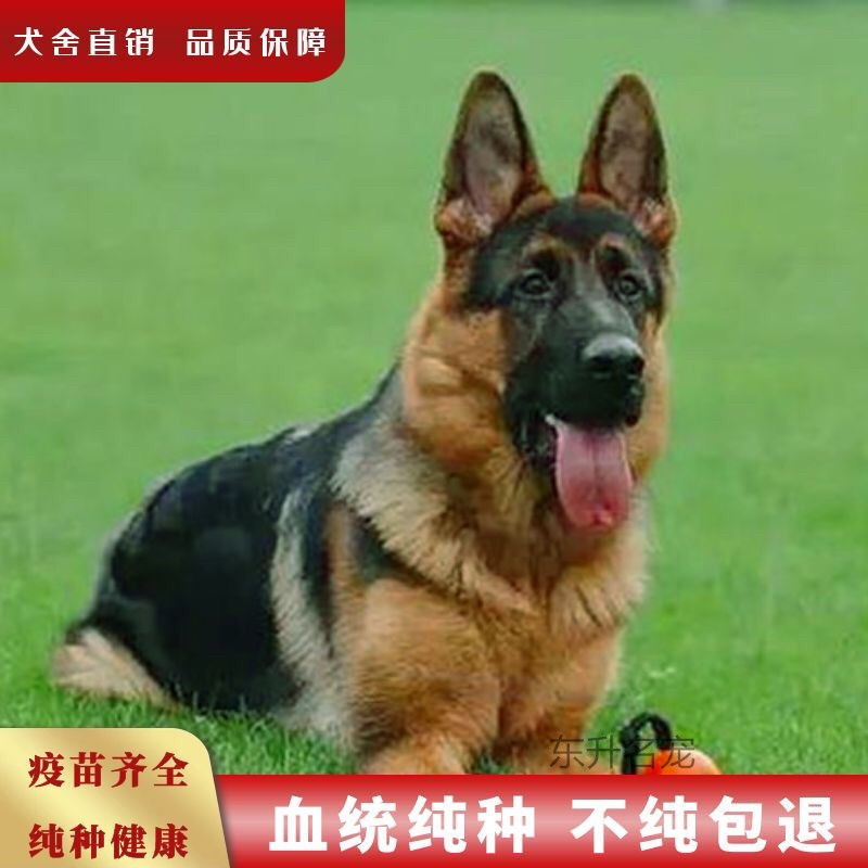 德牧幼犬德国牧羊犬活体黑背警犬大型军犬德牧幼崽