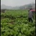 安岳精品儿菜大量上市中，货好价优，欢迎各位老板合作