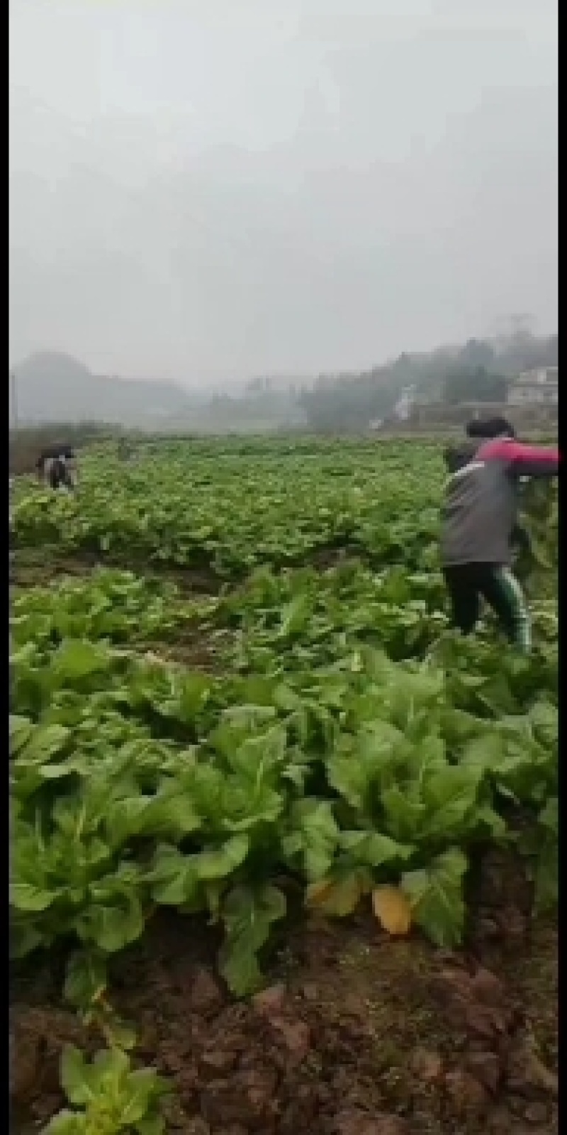 安岳精品儿菜大量上市中，货好价优，欢迎各位老板合作