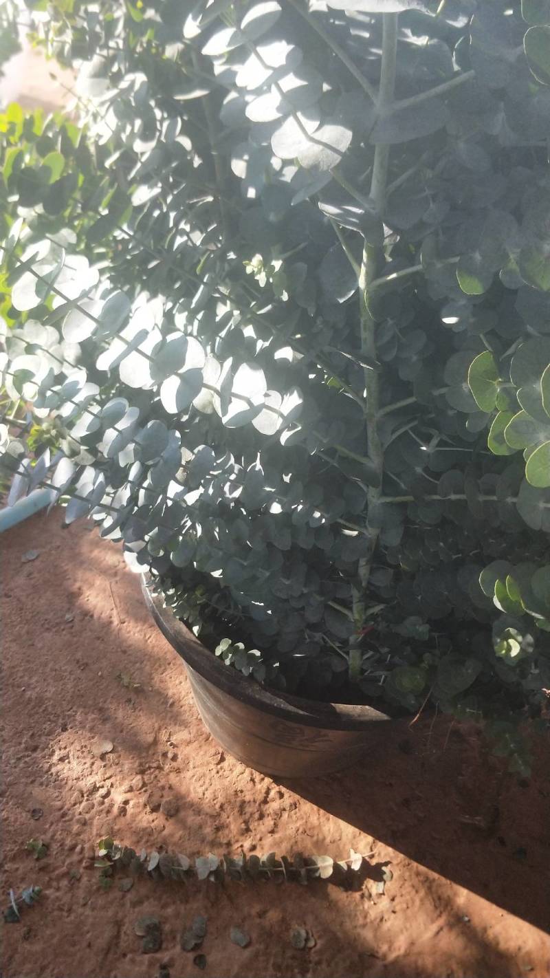 基地直供尤加利大叶小叶桉树多枝单支花卉，服务到位，货量足