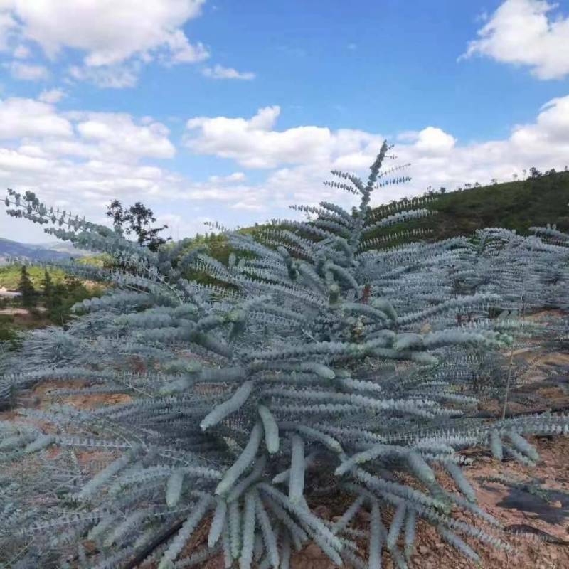 基地直供尤加利大叶小叶桉树多枝单支花卉，服务到位，货量足