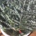 基地直供尤加利大叶小叶桉树多枝单支花卉，服务到位，货量足
