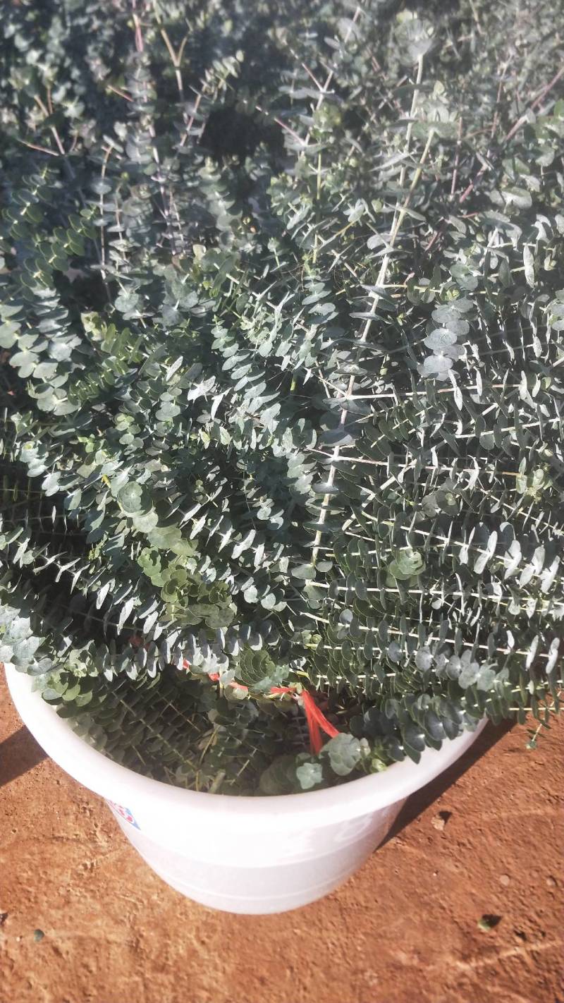 基地直供尤加利大叶小叶桉树多枝单支花卉，服务到位，货量足