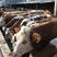 西门塔尔牛肉牛养殖基地直发全国免费运输包回收包技术