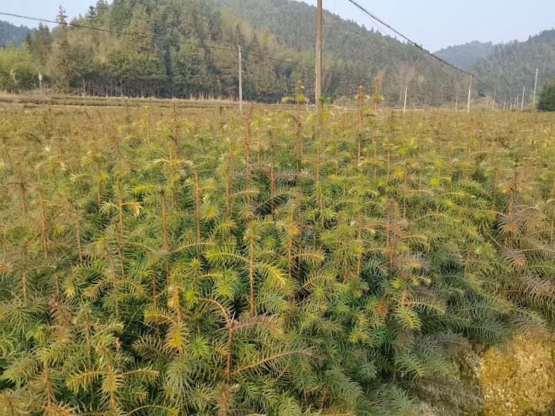 杉树苗杉木苗造林苗木湿地松木荷