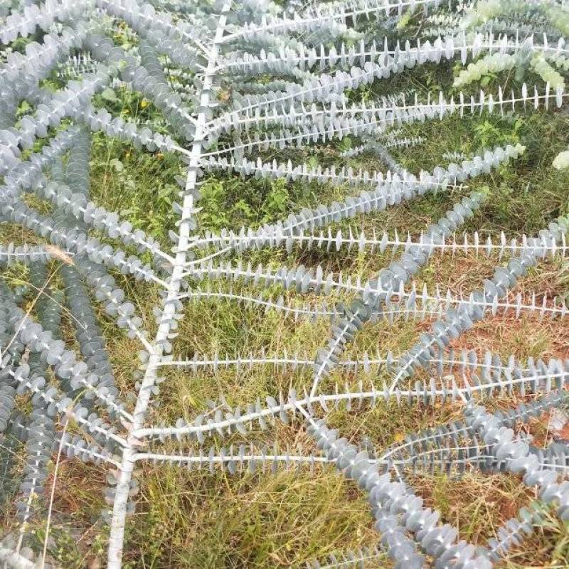 基地直供尤加利大叶小叶桉树多枝单支花卉，服务到位，货量足