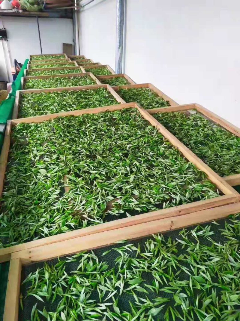 丹霞山红茶