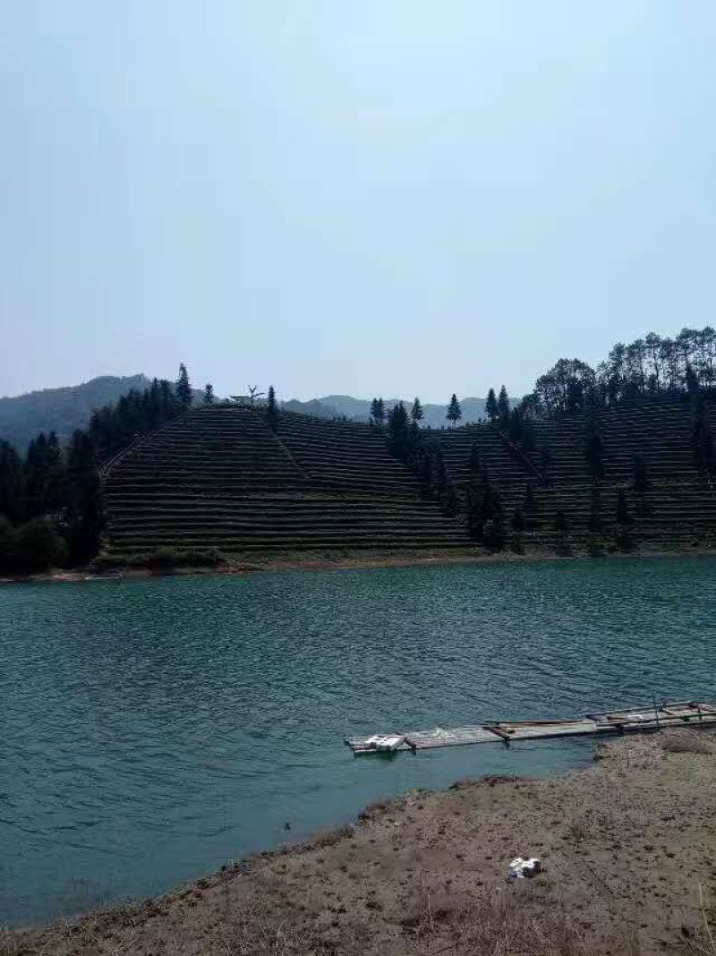 丹霞山红茶