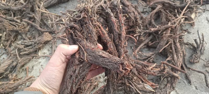 野生紫花丹参。甘肃岷县货。干货，纯正野生货