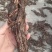 野生紫花丹参。甘肃岷县货。干货，纯正野生货