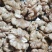云南核桃仁，尖白核桃仁果肉肥，量大价格从优。