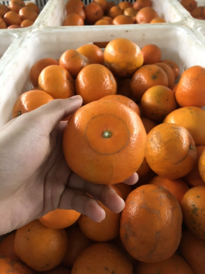 正宗沃柑花皮果，对接电商平台，一件代发，花皮沃柑