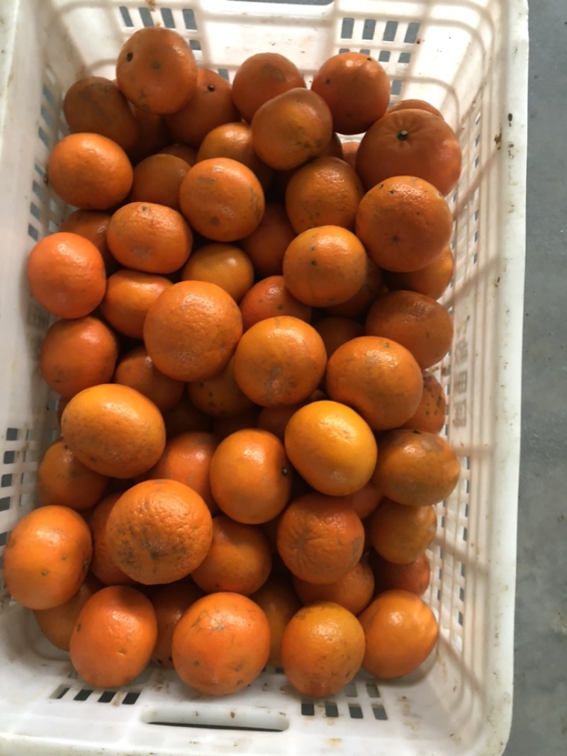 正宗沃柑花皮果，对接电商平台，一件代发，花皮沃柑