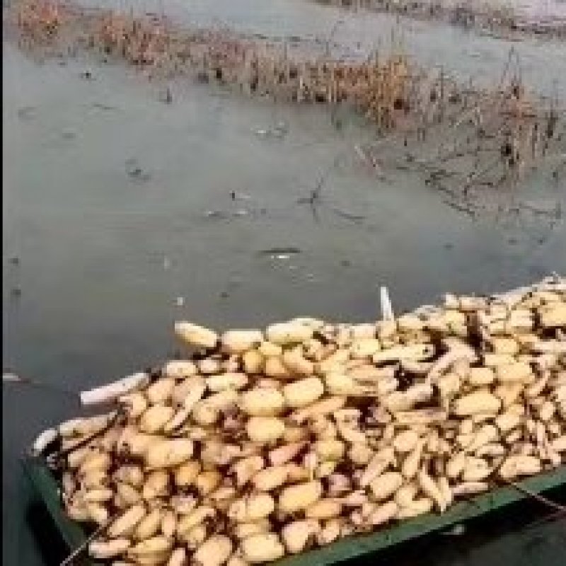 白莲藕大量上市，产地直发，千亩莲藕，静待佳客